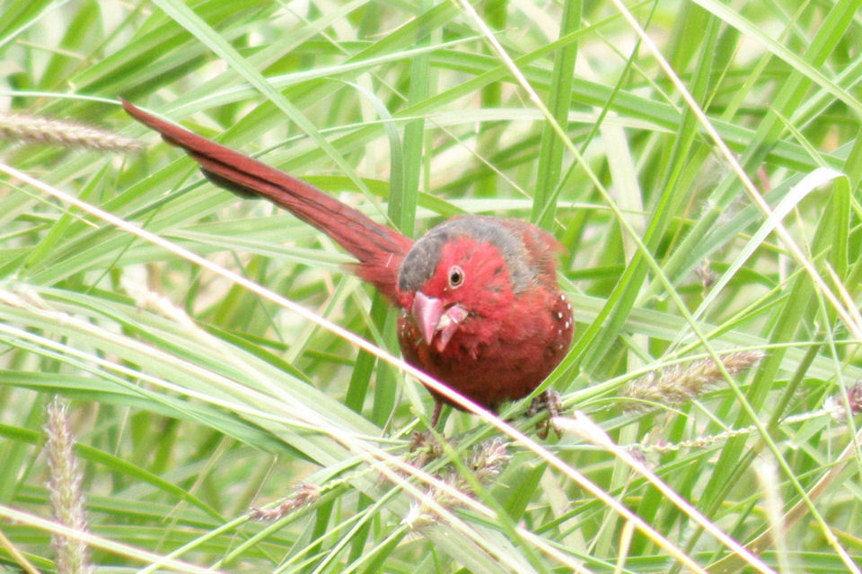 Crimson Finch (Neochmia phaeton)